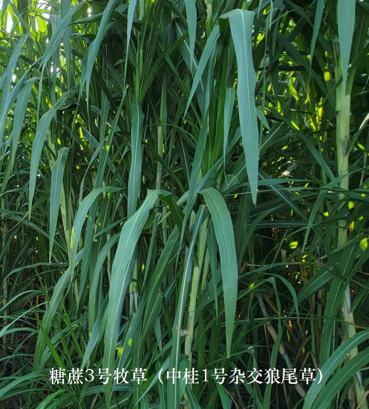 糖蔗3�牧草（中桂1��s交狼尾草），禾本科多年生高�a、高碳水化合物（高糖）新品�N